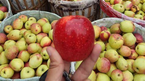 Apel Malang