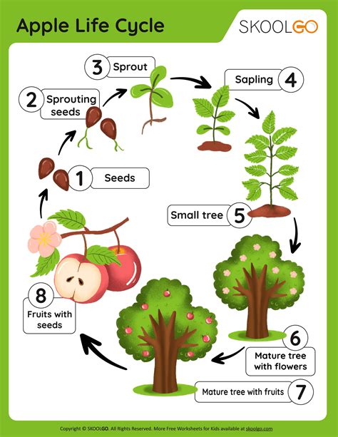Apple Life Cycle Free Printable
