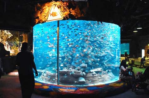 Aquarium ANcol Hari Ini
