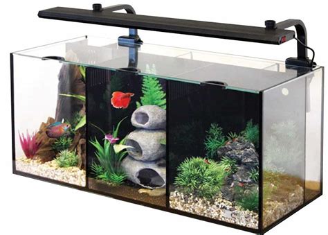 Aquarium Setup for Betta Fish