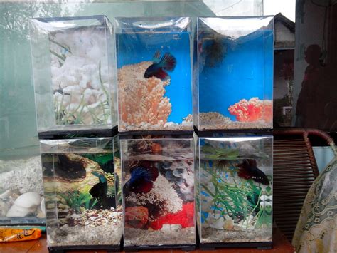 Aquarium ikan cupang jumlah