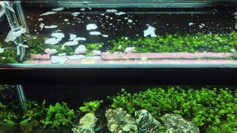 Aquascape Berbusa