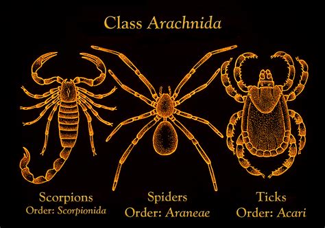 Arachnida