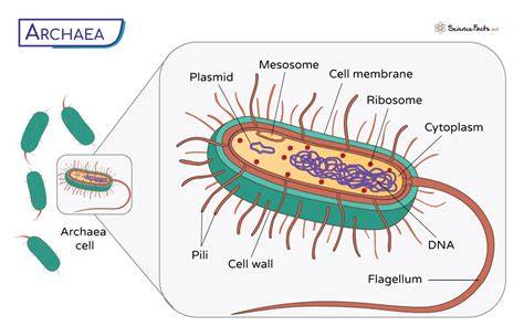 Archaea