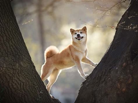 Are Shiba Inus really that difficult