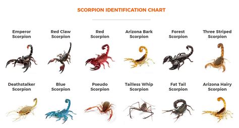 Arizona Scorpion Identification Chart
