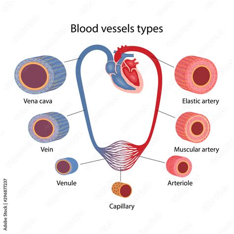 Artery types diagram
