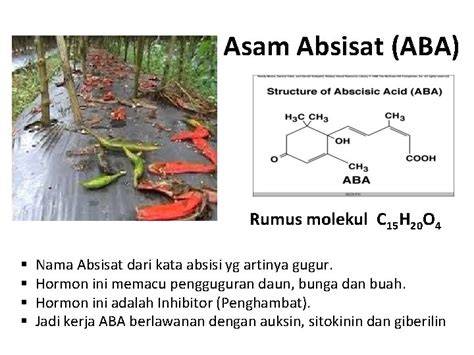 Asam Absisat dan Stres Tanaman