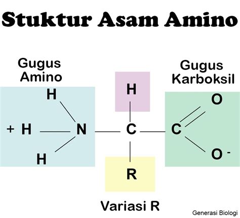 Asam Amino