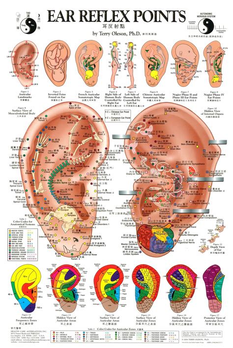 Auricular Acupuncture Chart