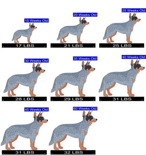 Australian Cattle Dog Growth Chart