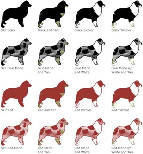 Australian Shepherd Color Chart
