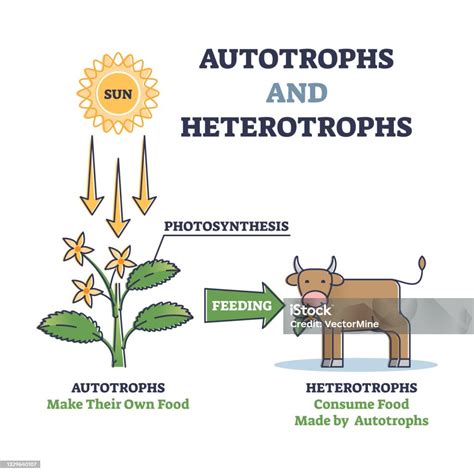 Autotrof vs Heterotrof