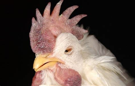 Avian influenza gambar