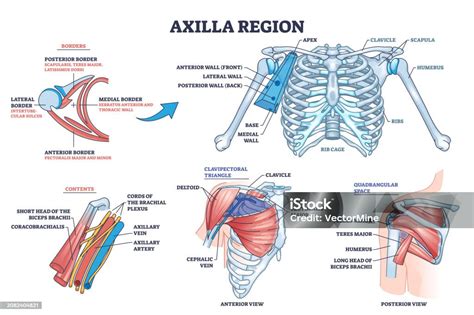 Axilla anatomy