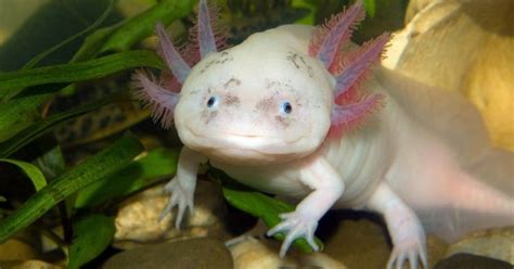 Axolotl Ciri Khas