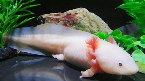 Axolotl Regenerasi
