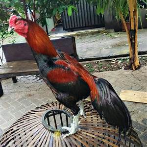 Ayam Aduan Indonesia