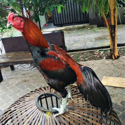 Ayam Bangkok Betina Import Indonesia