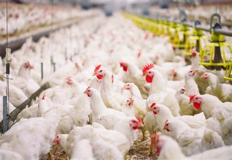 Ayam Bersih Peternakan Indonesia