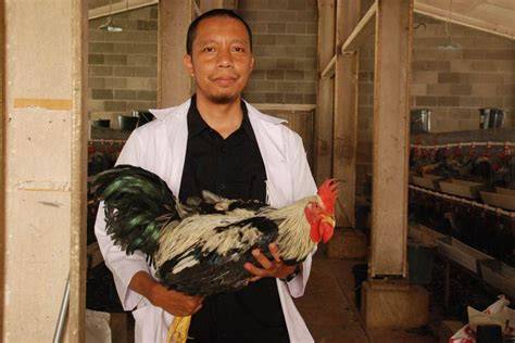 Ayam Dwiguna