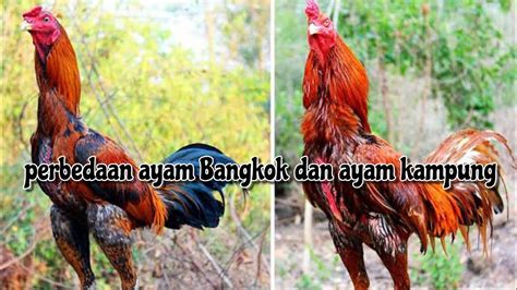 Ayam Jawa vs Bangkok Bentuk Tubuh
