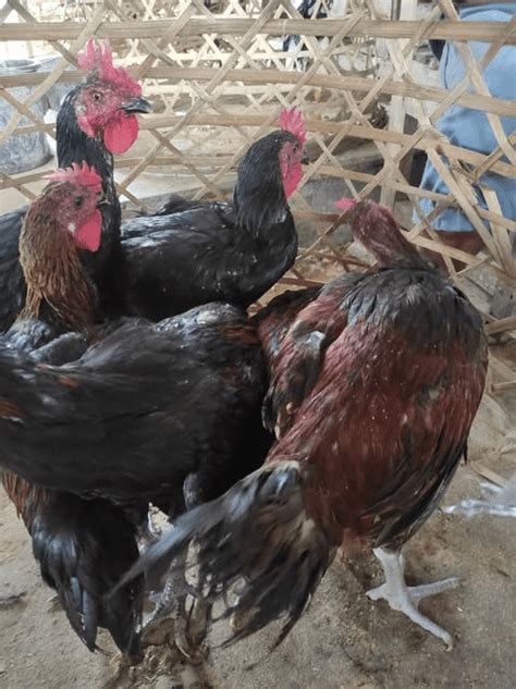 Ayam Pelung Sehat