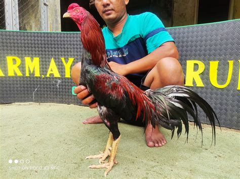 Ayam Birma