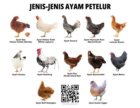 Ayam Telur