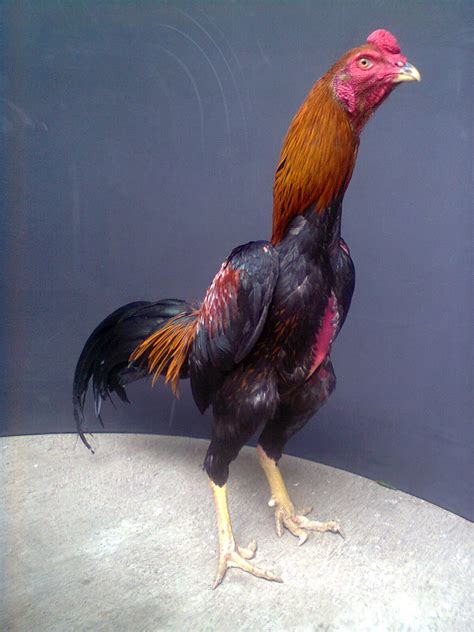 Ayam Petarung