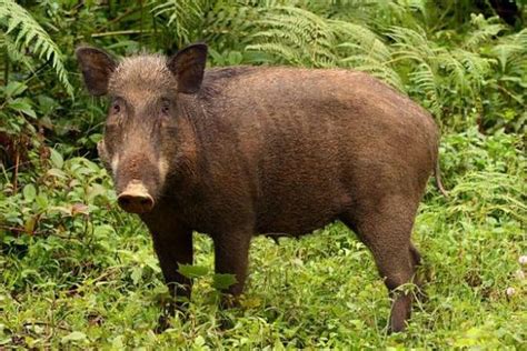 Babi Hutan
