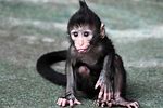 Baby Monkey Born Today