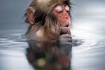 Baby Monkey in Icy Waters