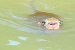Baby Monkeys Drowned