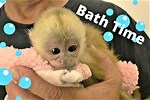 Baby Monkeys Given Baths