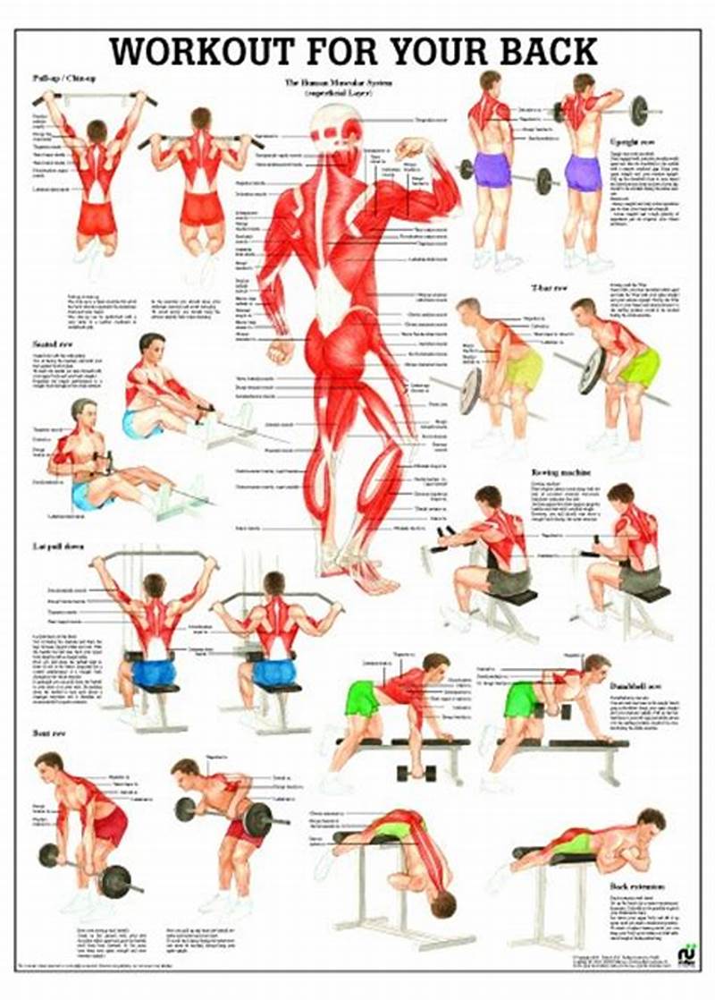Back Exercise Chart