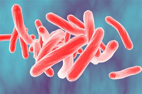Bakteri Mycobacterium tuberculosis