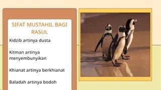 Baladah artinya bodoh