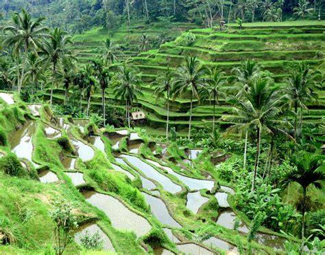 Bali Rice Terraces