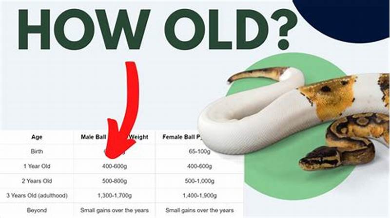 Ball Python Age And Weight Chart
