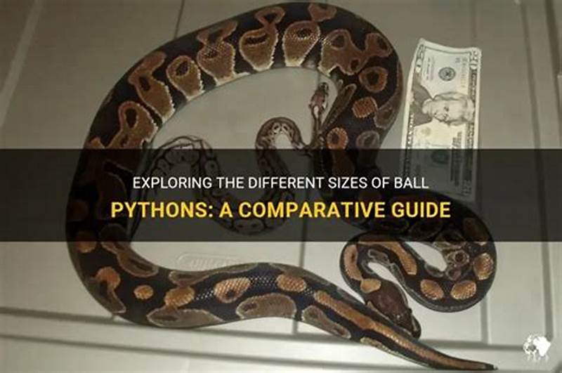 Ball Python Length Chart