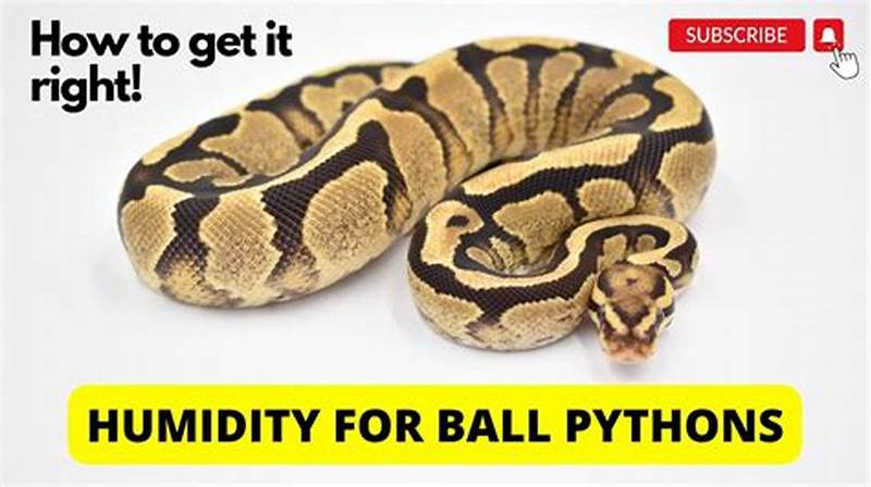 Ball Python Temp And Humidity Chart