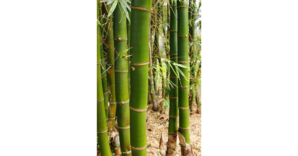 Bambu Air Kuning Indonesia Antioksidan