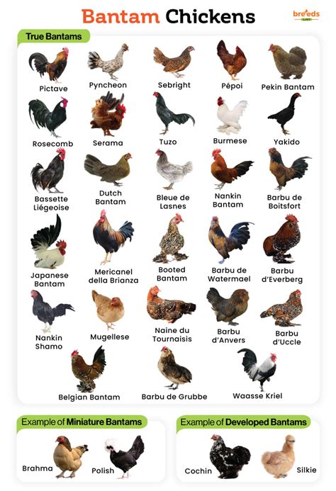 Bantam Breeds Chart