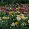 Bare Root Rose Assortment Online Catalog