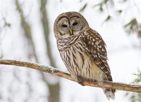 Barred Owl