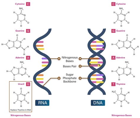 Basa Nitrogen DNA dan RNA