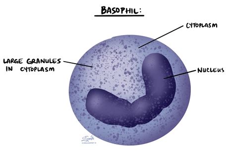 Basophil function