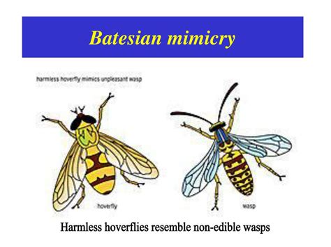 Batesian Mimicry examples