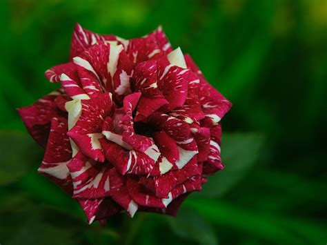 Batik Flora Bunga Mawar